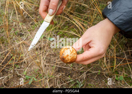 Das Mädchen fand ein Pilz im Wald. jungen Pilzen Suillus und Messer in weibliche Hände Stockfoto
