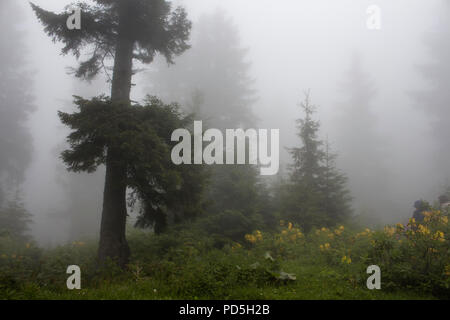 Pinien, Berg Rosen (Rhododendron luteum), wilde Pflanzen und Gras Feld im Nebel. Das Bild wird in der Berg rief Sis von Trabzon cit erfasst Stockfoto