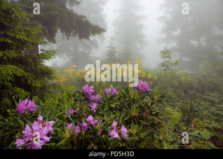 Blick auf Pinien, Berg Rosen im Nebel (Rhododendron ponticum und luteum) wird das Bild in die Berg namens Sis von Trabzon Stadt erfasst Stockfoto