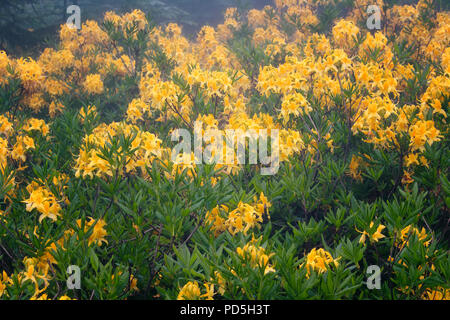 Sicht auf die Berge Rosen im Nebel (Rhododendron luteum) wird das Bild in die Berg namens Sis von Trabzon Stadt im Schwarzen Meer Region der Tu entfernt erfasst Stockfoto