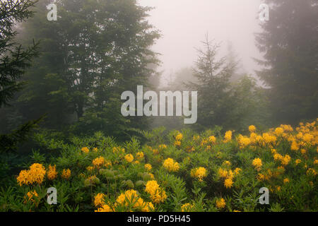 Blick auf Pinien, Berg Rosen im Nebel (Rhododendron luteum) wird das Bild in die Berg namens Sis von Trabzon Stadt im Schwarzen Meer erfasst Stockfoto