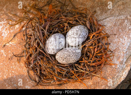 Abstrakte Vogel Nest und Eier mit Algen Blasentang und River Rocks erstellt Stockfoto