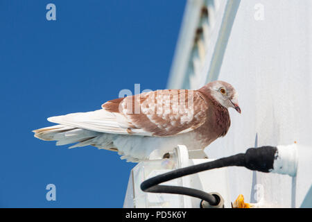 Brieftauben Reisen von Frankreich in das Vereinigte Königreich beschlossen, Landung auf einer Fähre war eine einfachere Möglichkeit. Stockfoto