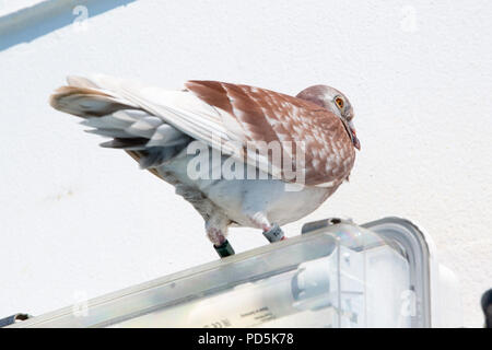 Brieftauben Reisen von Frankreich in das Vereinigte Königreich beschlossen, Landung auf einer Fähre war eine einfachere Möglichkeit. Stockfoto