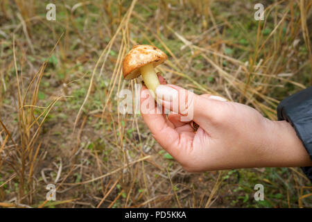 Das Mädchen fand ein Pilz im Wald. weibliche Hand mit einem jungen Pilzen Suillus Stockfoto