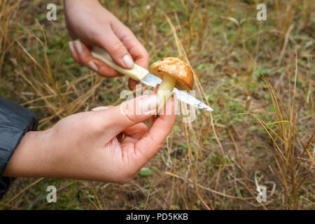 Das Mädchen fand ein Pilz im Wald. jungen Pilzen Suillus und Messer in weibliche Hände Stockfoto