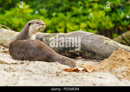 Ein einsamer Mann glatt beschichtet Otter ruht auf einem Mangroven Strand, während die ansässige Familie weg ist bei Natal holt an der nächsten Generation von Jungtieren, Singapur Stockfoto