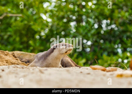 Ein einsamer Mann glatt beschichtet Otter ruht auf einem Mangroven Strand, während die ansässige Familie weg ist bei Natal holt an der nächsten Generation von Jungtieren, Singapur Stockfoto