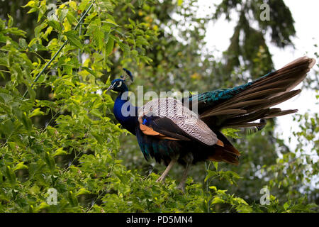 Pfau in freier Wildbahn Stockfoto