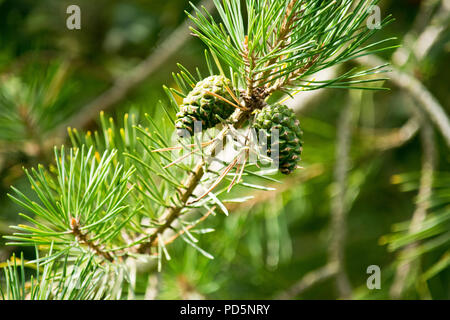 Junge Kegel entwickeln auf Kiefern, Pinus sylvestris Stockfoto