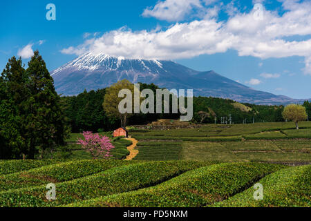 Foto: Tee, Sakura, Fuji NAME ... Letzten Tage von Sakura blühen zusammen mit neuen Teeblätter Aufwachen nach einem langen Winter. Stockfoto