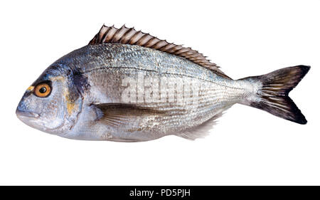 Dorada Fisch auf weißem Hintergrund. Studio shot Stockfoto