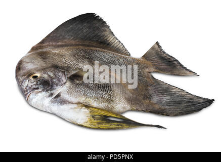 Man Frischen Fisch auf weißem Hintergrund Stockfoto