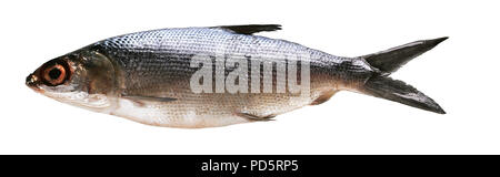 Raw aas Fluss Fisch auf weißem Hintergrund Stockfoto