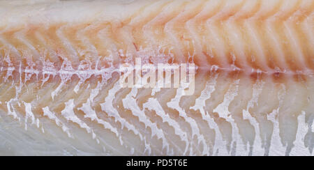 Hintergrund Textur von fischfilets Close-up Makro Stockfoto