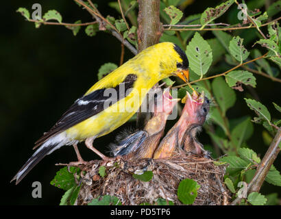 Männliche American goldfinch (spinus Tristis) Ernährung Nestlinge im Nest, Iowa, USA Stockfoto