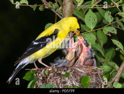 Männliche American goldfinch (spinus Tristis) Ernährung Nestlinge im Nest, Iowa, USA Stockfoto