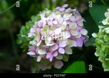 Zweige von Hortensien mit blau und rosa Blüten. Selektive konzentrieren. Stockfoto