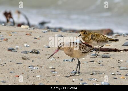 Bar-tailed godwit, Pfuhlschnepfe, Limosa lapponica, Helgoland, Nordsee, Nordsee, Deutschland, Deutschland Stockfoto