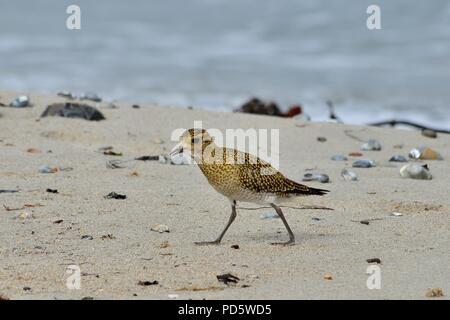 Europäische Goldregenpfeifer, Goldregenpfeifer, Pluvialis apricaria, Helgoland, Nordsee, Nordsee, Deutschland, Deutschland Stockfoto