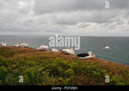 Schwarzbrauen-Albatros, Thalassarche melanophrys, Schwarzbrauen-Albatros, Helgoland, Nordsee, Nordsee, deutschland, Deutschland Stockfoto