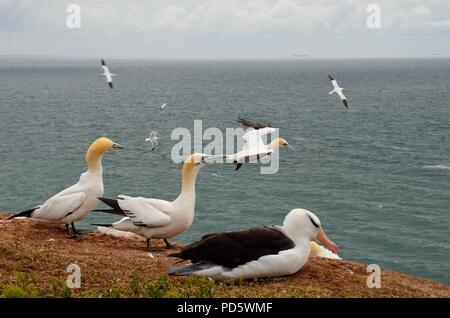 Schwarzbrauen-Albatros, Thalassarche melanophrys, Schwarzbrauen-Albatros, Helgoland, Nordsee, Nordsee, deutschland, Deutschland Stockfoto