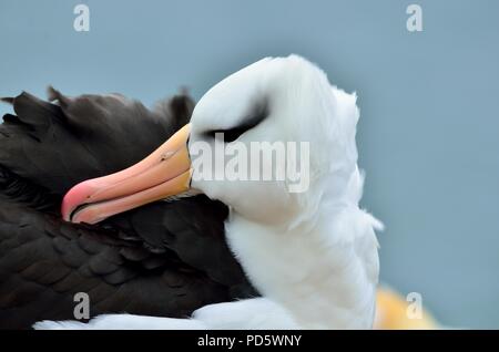 Schwarzbrauen-Albatros, Thalassarche melanophrys, Schwarzbrauen-Albatros, Helgoland, Nordsee, Nordsee, deutschland, Deutschland Stockfoto