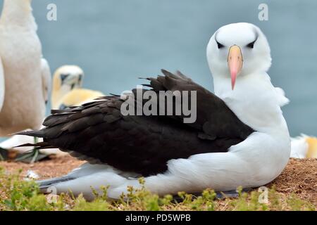 Schwarzbrauen-Albatros, Thalassarche melanophrys, Schwarzbrauen-Albatros, Helgoland, Nordsee, Nordsee, deutschland, Deutschland Stockfoto