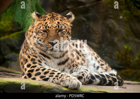 Amur-Leopard (Panthera Pardus), Oregon Zoo, Washington Park, Portland, Oregon Stockfoto