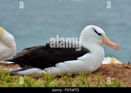 Schwarzbrauen-Albatros, Thalassarche melanophrys, Schwarzbrauen-Albatros, Helgoland, Nordsee, Nordsee, deutschland, Deutschland Stockfoto