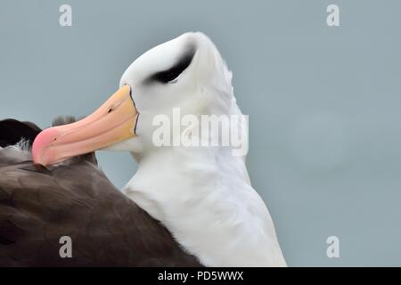 Schwarzbrauen-Albatros, Thalassarche melanophrys, Schwarzbrauen-Albatros, Helgoland, Nordsee, Nordsee, deutschland, Deutschland Stockfoto