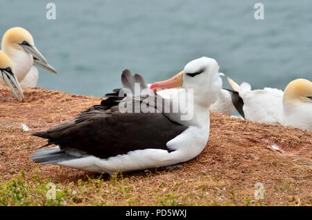 Schwarzbrauen-Albatros, Thalassarche melanophrys, Schwarzbrauen-Albatros, Helgoland, Nordsee, Nordsee, deutschland, Deutschland Stockfoto