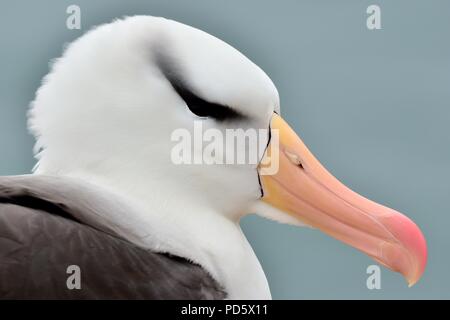 Schwarzbrauen-Albatros, Thalassarche melanophrys, Schwarzbrauen-Albatros, Helgoland, Nordsee, Nordsee, deutschland, Deutschland Stockfoto