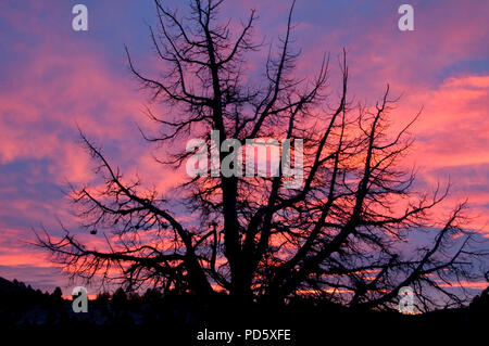 Juniper sunrise, Juniper Hills erhalten, Oregon Stockfoto