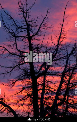 Juniper sunrise, Juniper Hills erhalten, Oregon Stockfoto