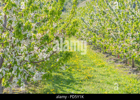 In der Nähe von apple tree branches in Weiß Apfelblüte im Orchard abgedeckt Stockfoto
