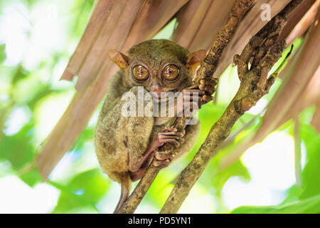 Tarsier mit großen Augen auf einem Zweig in Bohol, Philippinen, Asien Stockfoto