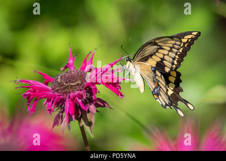 Giant swallowtail Butterfly (Schmetterling) cresphontes Fütterung auf Rot monarda oder Biene Balsam Blumen im Garten in der Spekulant, New York NY USA. Stockfoto