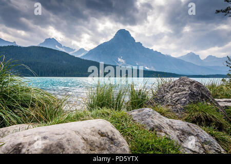 Wasservögel Seen Stockfoto