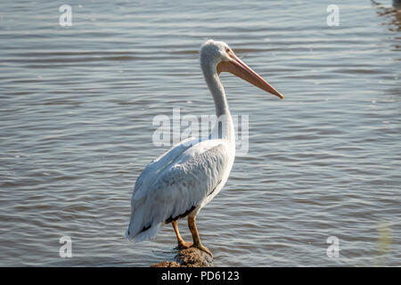 American White Pelican (Pelecanus erythrorhynchos) auf einem Seeufer Stockfoto