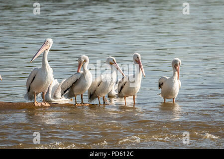 American White Pelican (Pelecanus erythrorhynchos) auf einem Seeufer Stockfoto