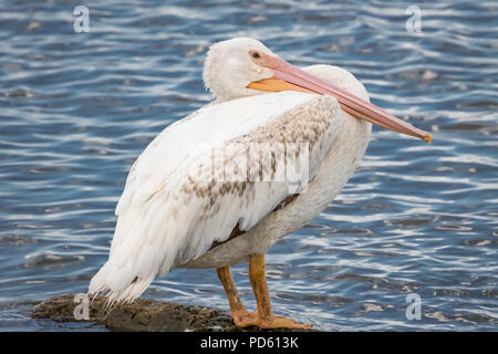 American White Pelican (Pelecanus erythrorhynchos) auf einem Seeufer Stockfoto