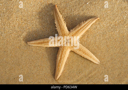 Kamm Sand Seestern (Astropecten sp.) Unterboden oder mündliche Oberfläche über den Sand. Lagoa de Albufeira Strand, Setubal, Portugal. Stockfoto