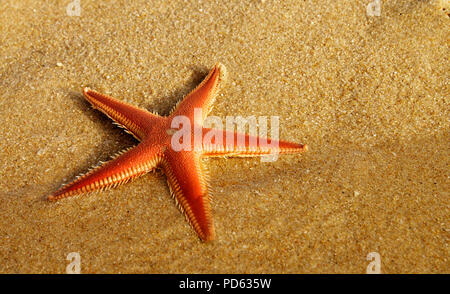 Perspektive einer Sand Seestern aka Kamm Seesterne (Astropecten sp.) am Strand die Hälfte in das klare Wasser bei Sonnenuntergang gelbes Licht. Lagoa de Albufeira bea Stockfoto