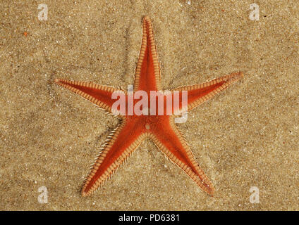 Orange Kamm Seesterne (Astropecten sp.) Übersicht vergraben im Sand und unter einer dünnen Schicht von klaren, transparenten, Wasser. Lagoa de Albufeira Strand, Einstellen Stockfoto