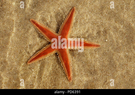 Orange Kamm Seesterne (Astropecten sp.) Übersicht über den Sand und unter einer Schicht von klarem Wasser. Wasser Verzerrung. Lagoa de Albufeira Strand, Setubal, P Stockfoto