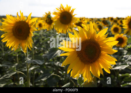 Sonnenblumen in Feld in der Nähe von Corsham Wiltshire Stockfoto