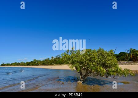 Mangroven wachsen auf einem felsigen Strand, Küste Szenen aus den tropischen Norden von Queensland, Toolakea QLD, Australia Stockfoto