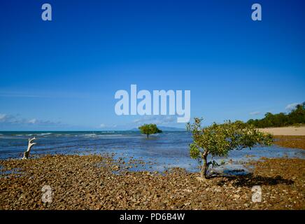 Mangroven wachsen auf einem felsigen Strand, Küste Szenen aus den tropischen Norden von Queensland, Toolakea QLD, Australia Stockfoto