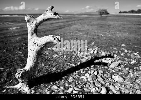 Tot Mangrove auf einem unfruchtbaren Küste, Küste Szenen aus den tropischen Norden von Queensland, Toolakea QLD, Australia Stockfoto